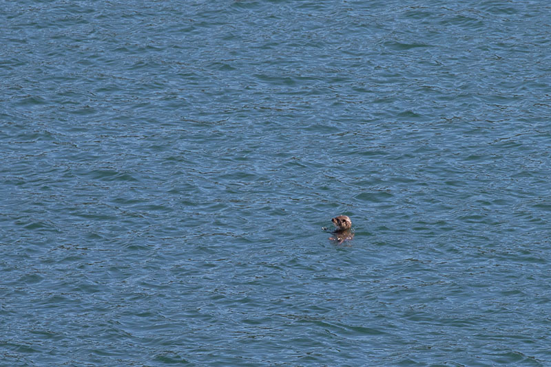 ... und sucht nach Essbarem