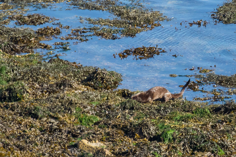 ... und verspeist ihn dann an Land