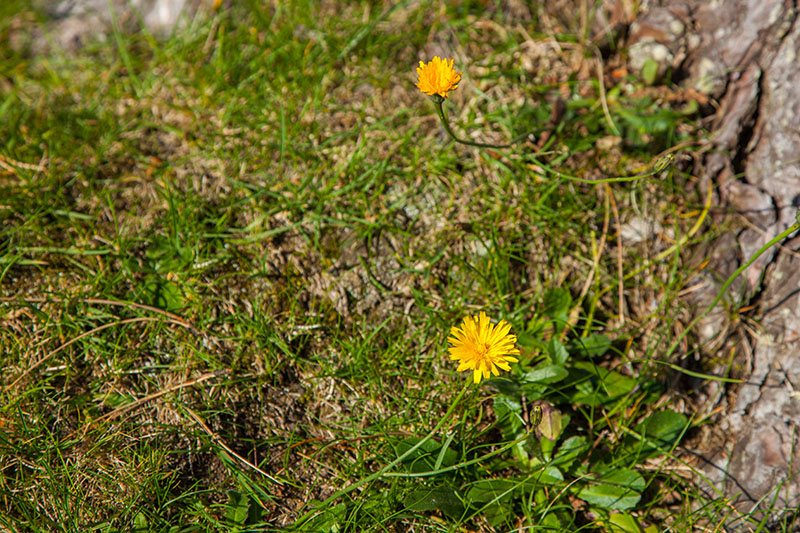 Ein paar Blümchen recken ihre Blüten in die Sonne