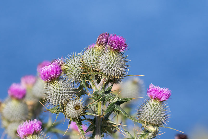 ... noch mehr Disteln ...