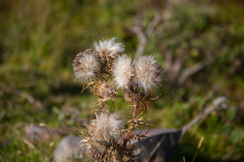 ... und Wollgras säumen den Weg