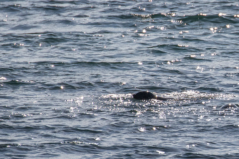 Leider tauchen sie gleich wieder ab, wenn sie uns bemerken :-(