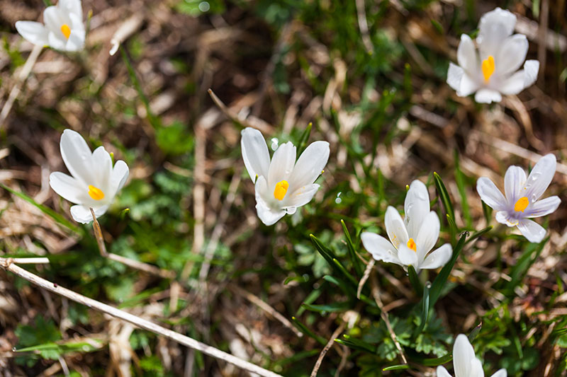 ... andere haben wir als Krokusse identifiziert