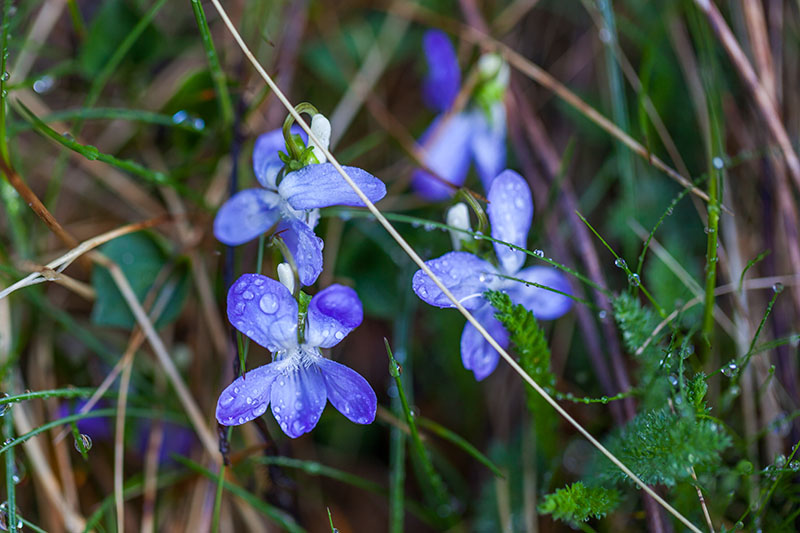 Die Blumen grüßen vom Wegesrand