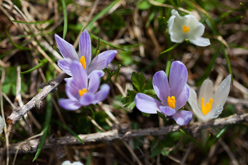 Die bunten Blüten sind immer wieder eine Freude