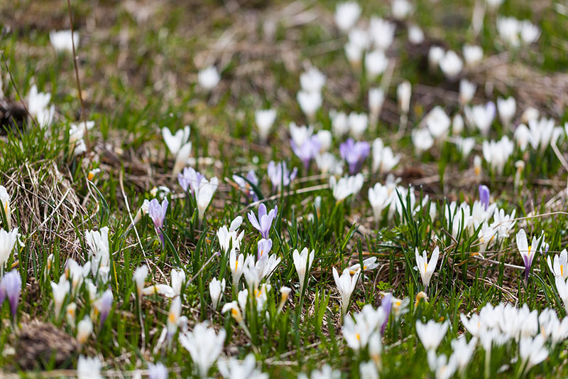 Die Almen sind mit Krokussen übersät