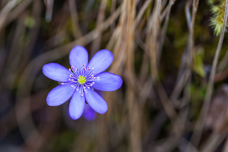 Abschiedsgruß der Blüten