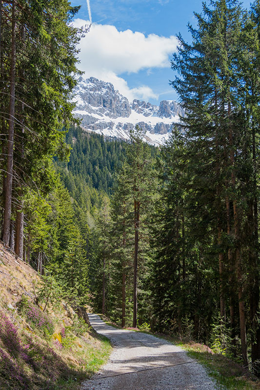 Blau leuchtende Blütenblätter suchen unsere Aufmerksamkeit