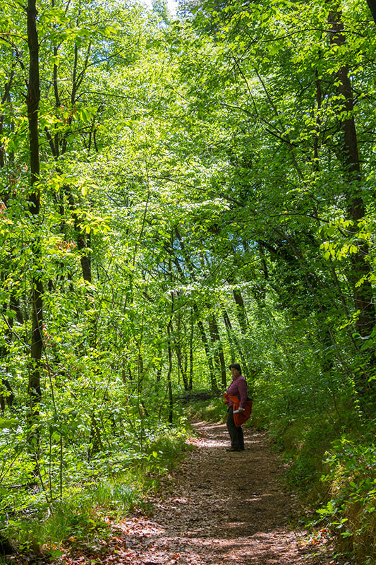 Über Waldwege wandern wir zur Rastenbachklamm
