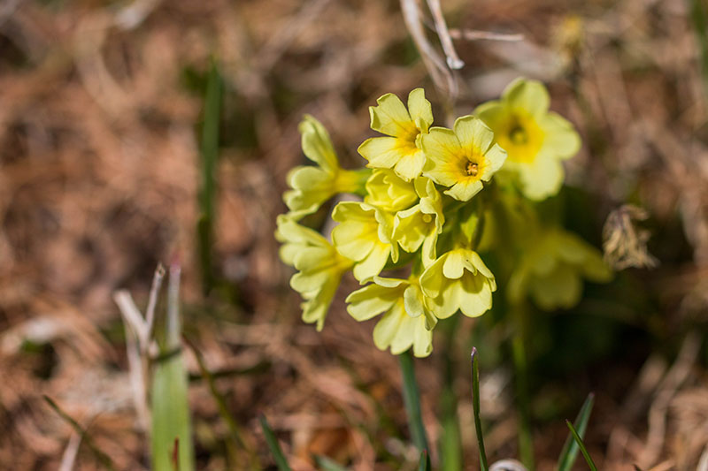 ... ihre Blätter in das Licht