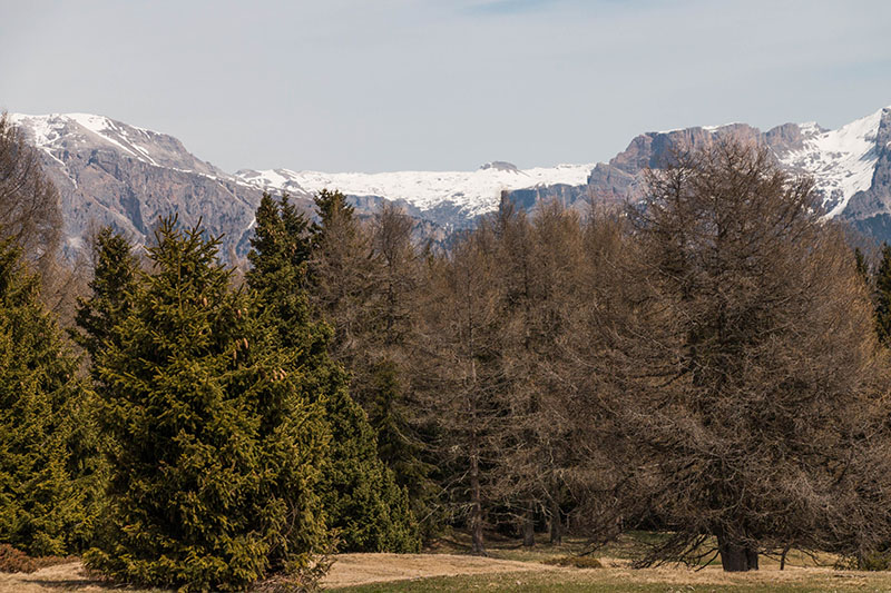 Die Laubbäume sind noch winterlich graubraun