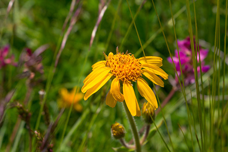 Hunderttausende Blumen ...