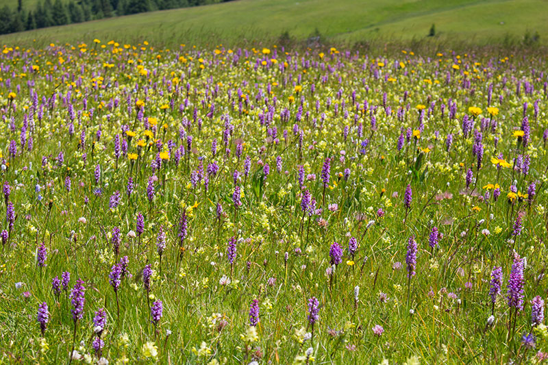 Herrliche Blumenwiese