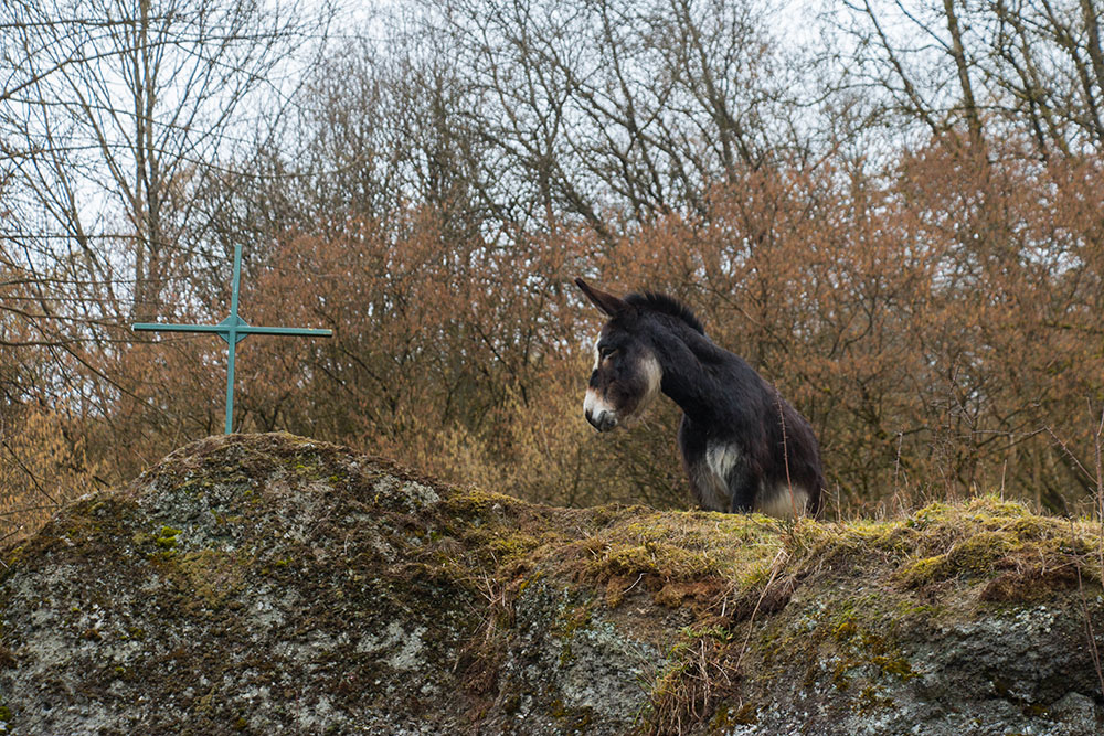 Der Aufpasser-Esel ;-)