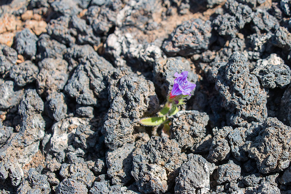Zartes Pflänzchen zwischen der Lava
