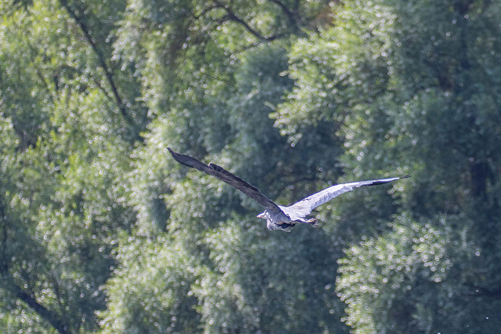 Fliegender Reiher