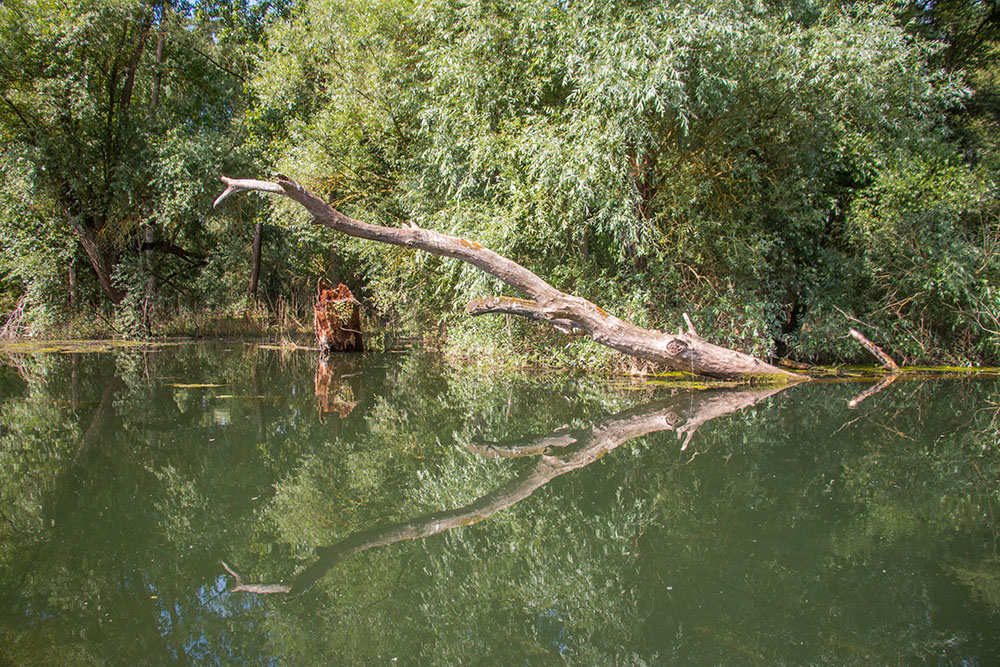 Spiegelung