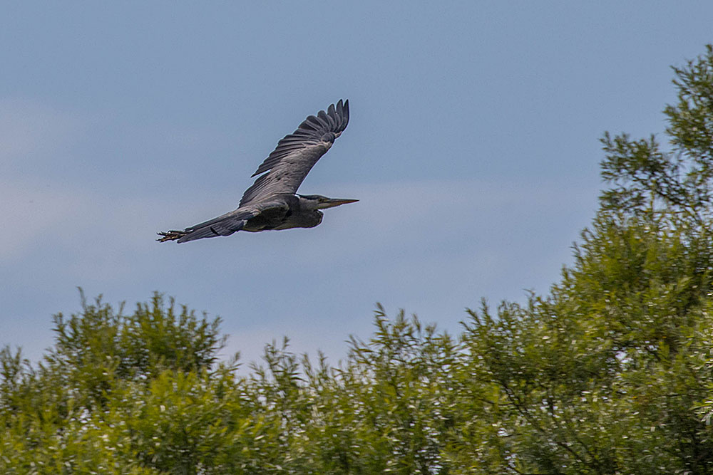Fliegender Reiher