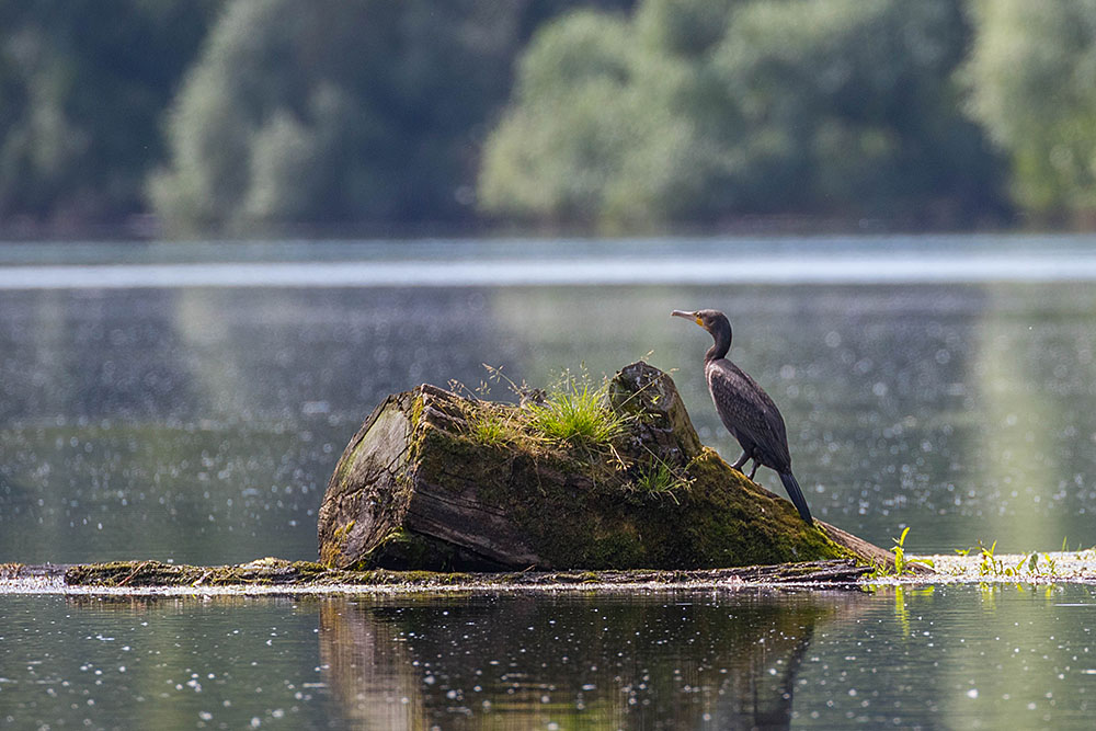 Kormoran