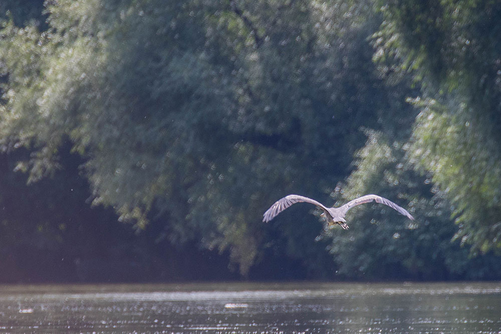 Fliegender Reiher