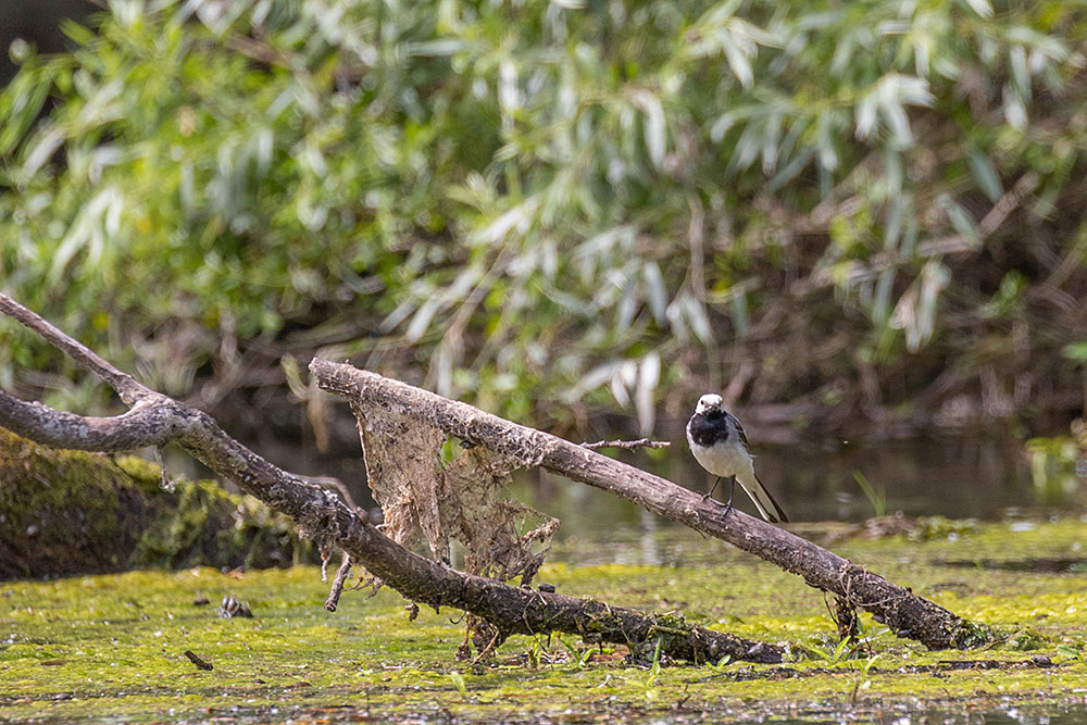 Kleiner Vogel
