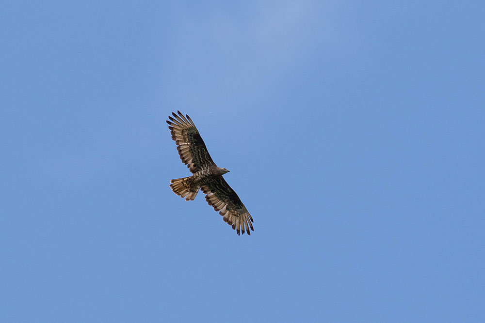 Bussard?