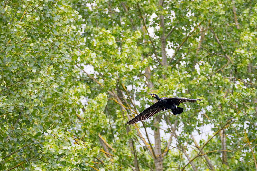 Kormoran