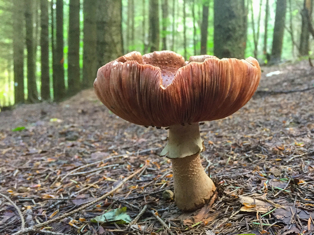 Ist denn schon Herbst?