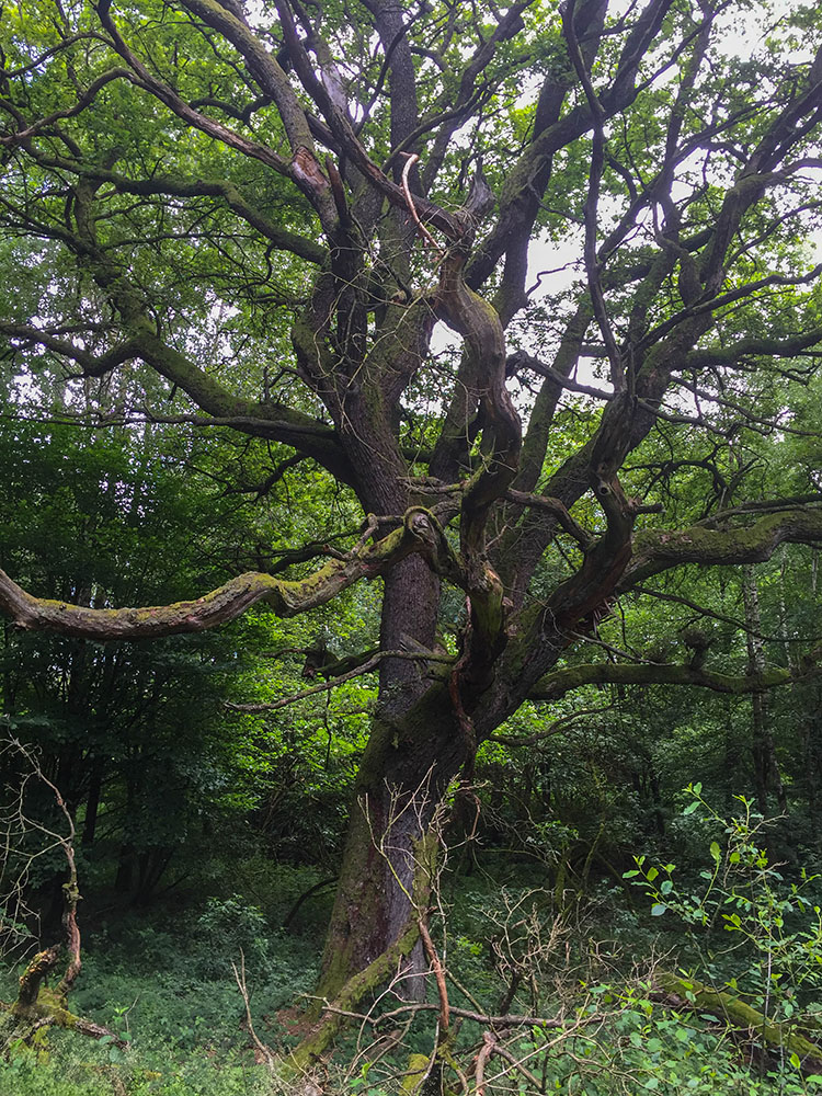 An der "Dicken Eiche"