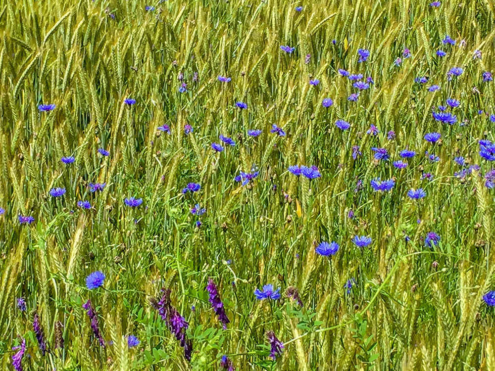 Zur Abwechslung mal Kornblumen