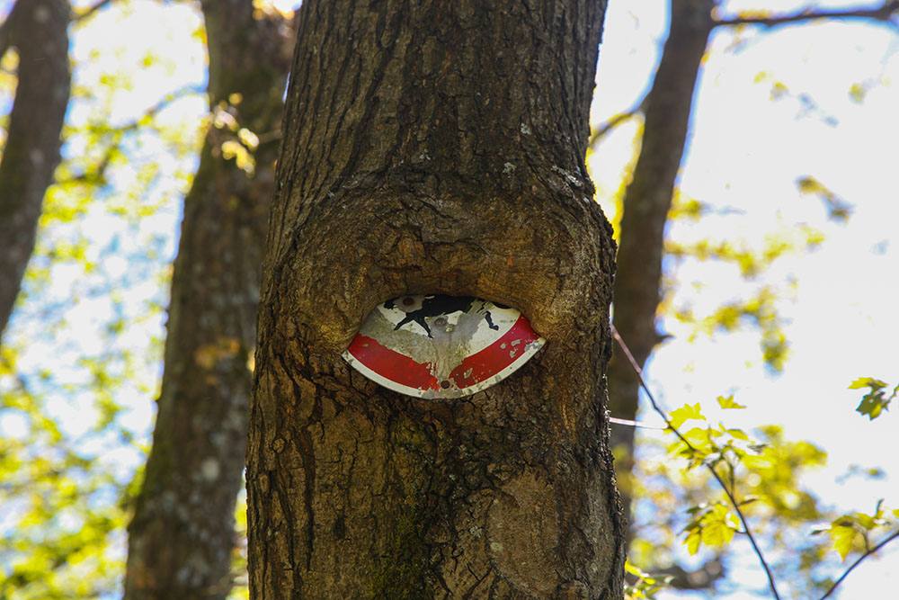 Baum frisst Schild ;-)