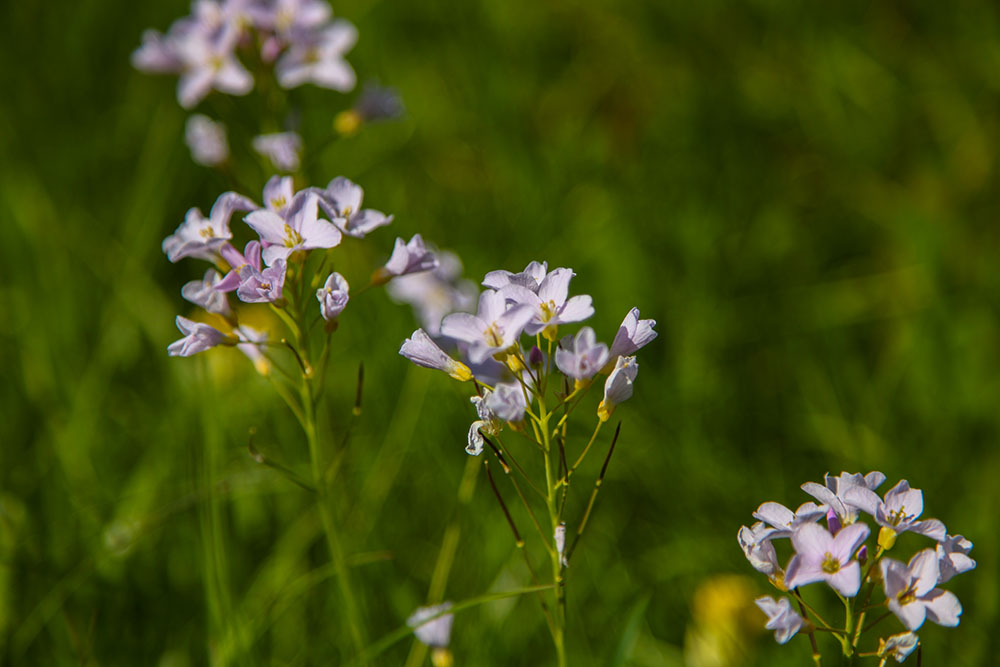 Überall blühen Blumen