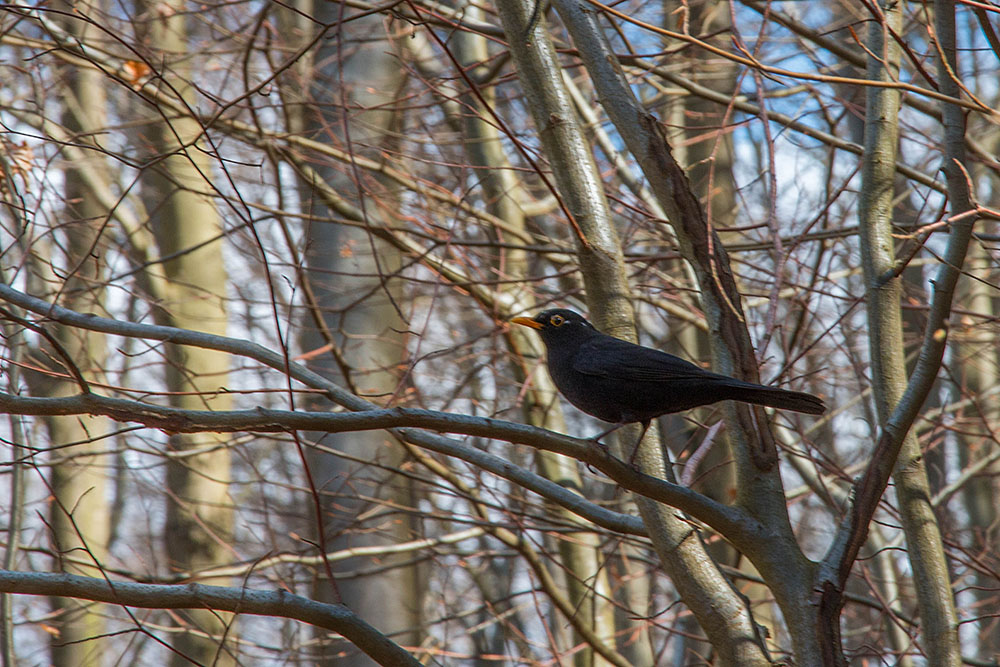 Die Amsel ruft nach seinem Weibchen