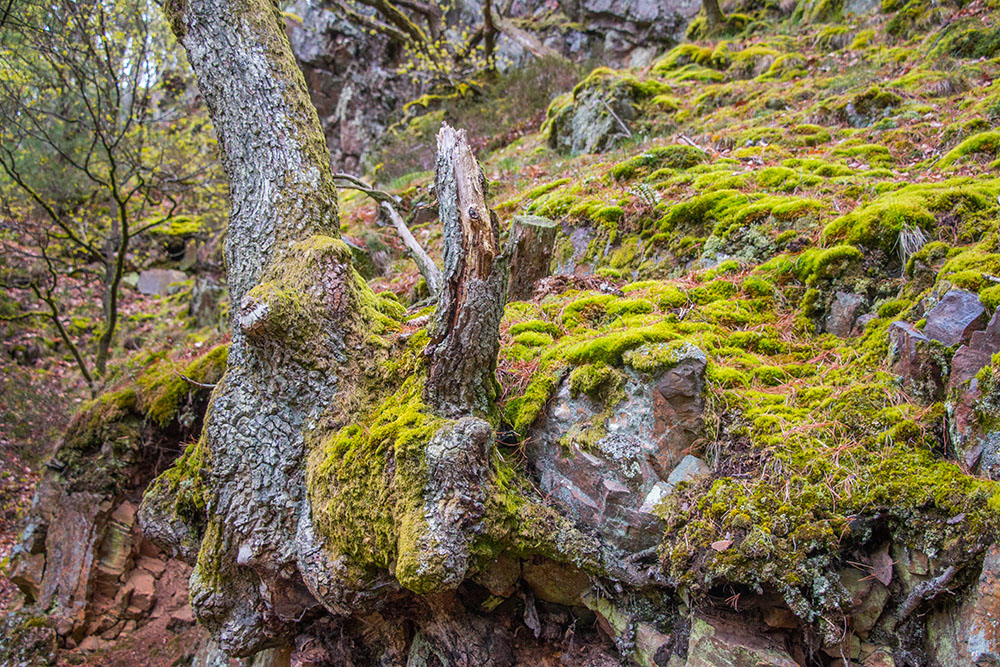 Wo ist die Grenze zwischen Holz und Stein?