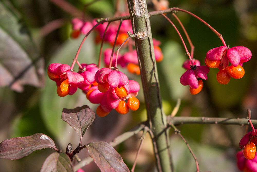 Die Beeren leuchten in der Sonne ...