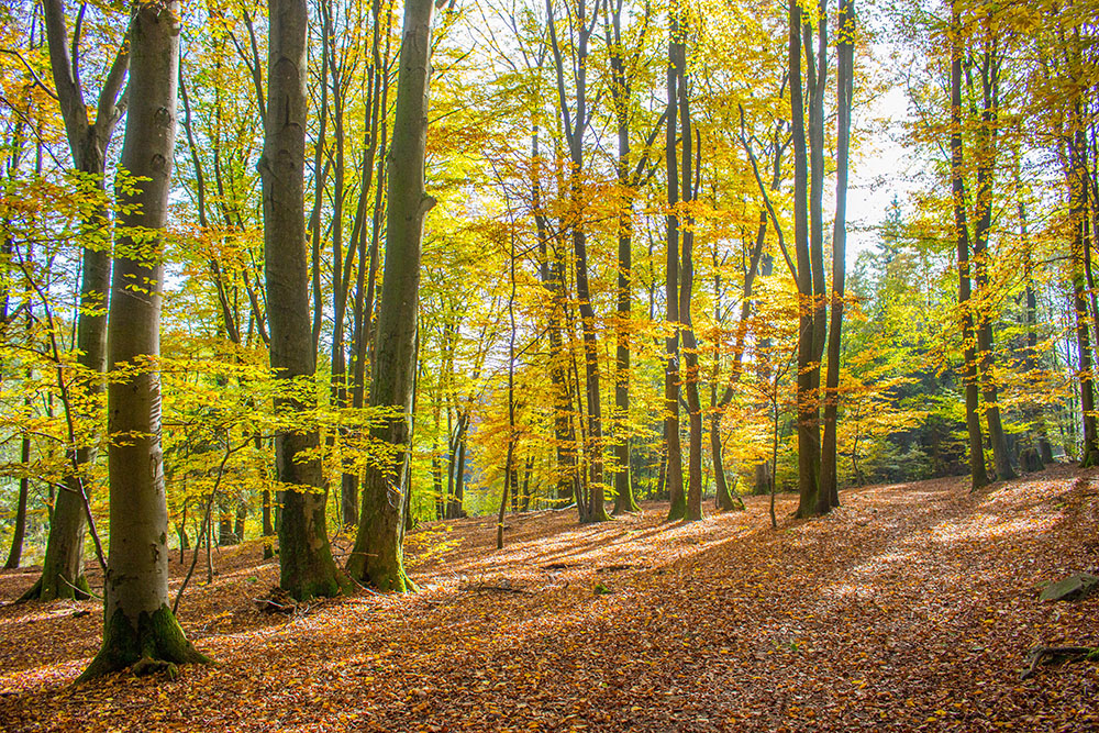 ... und der Wald ist lichtdurchflutet
