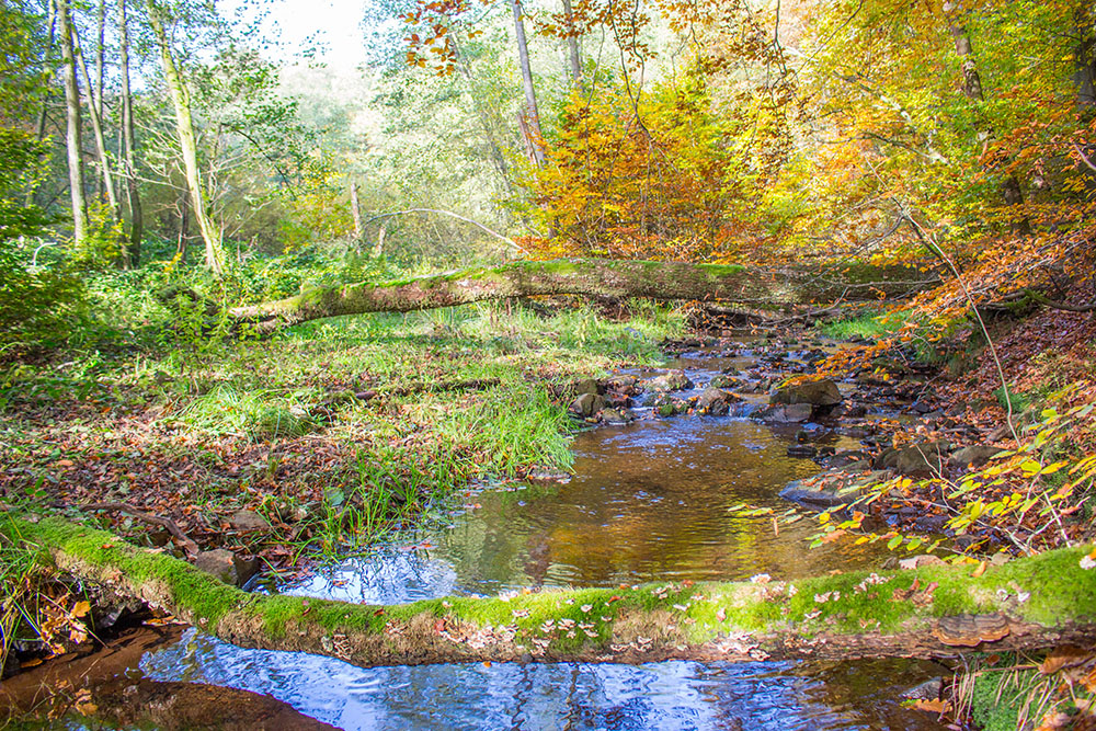 ... durch Wald und Flur