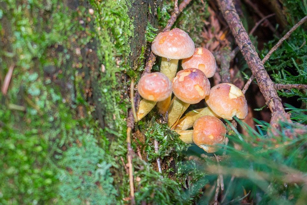 Kleine Pilze ...