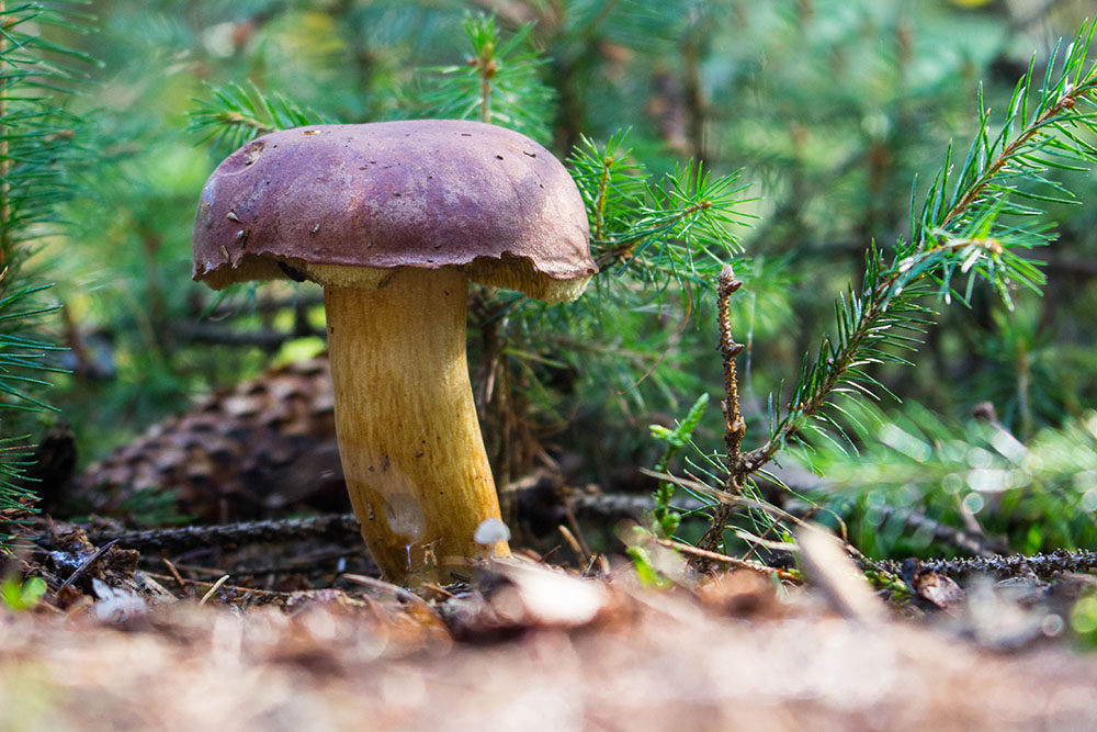 ... großer Pilz