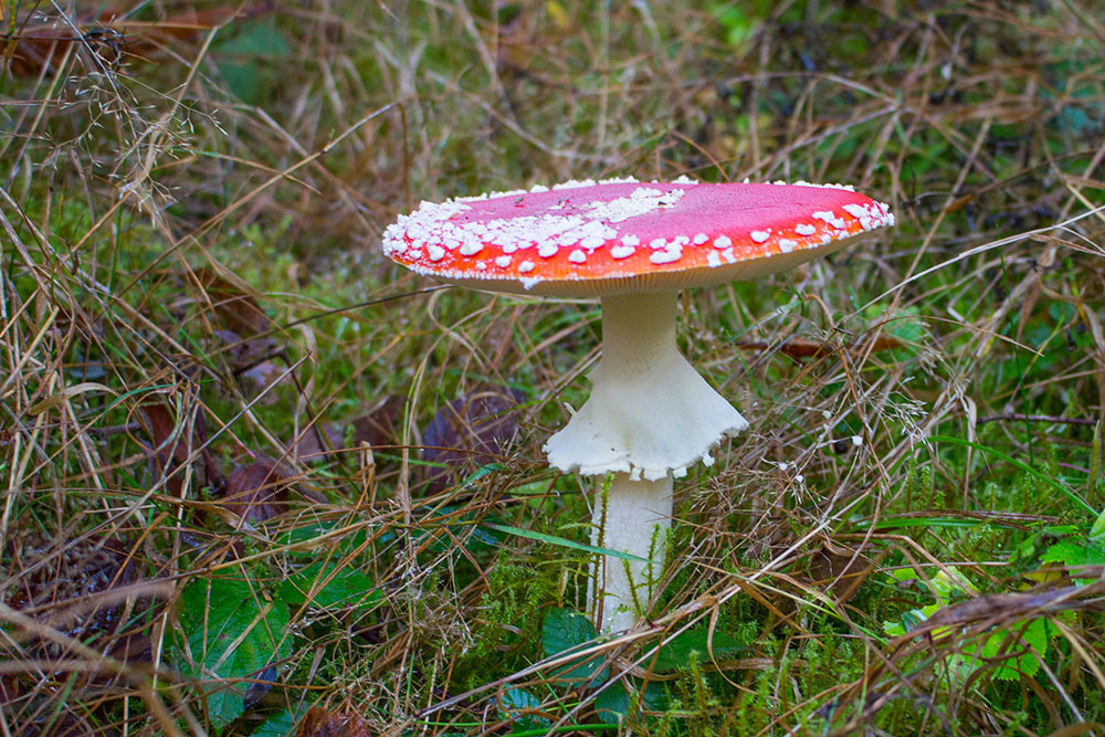 Ein Männlein steht im Walde