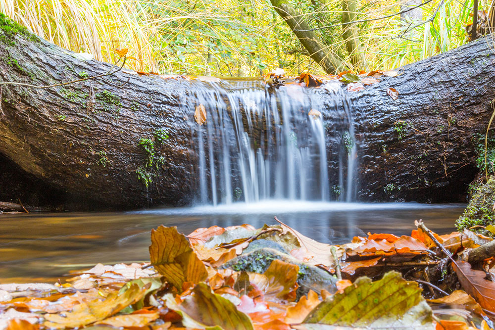 Herbstlaub mit Bach