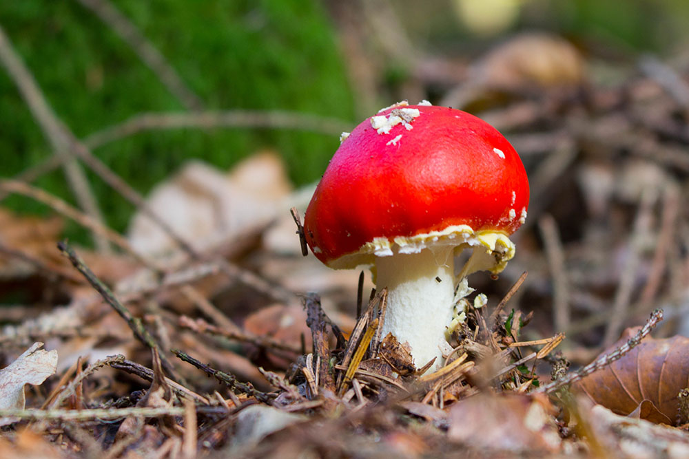 Junger Fliegenpilz ...