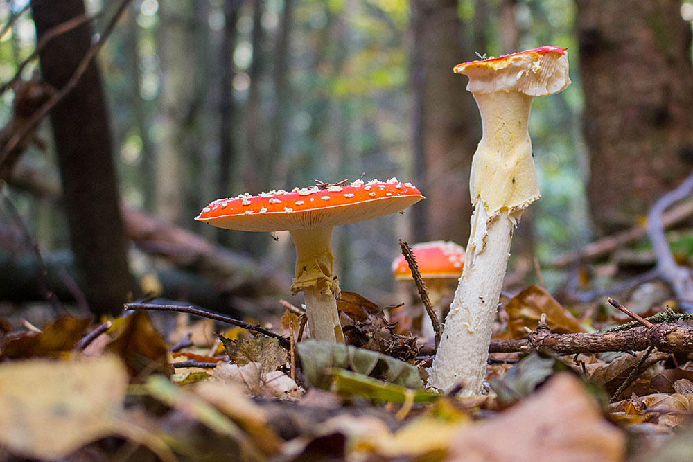 ... alter Fliegenpilz
