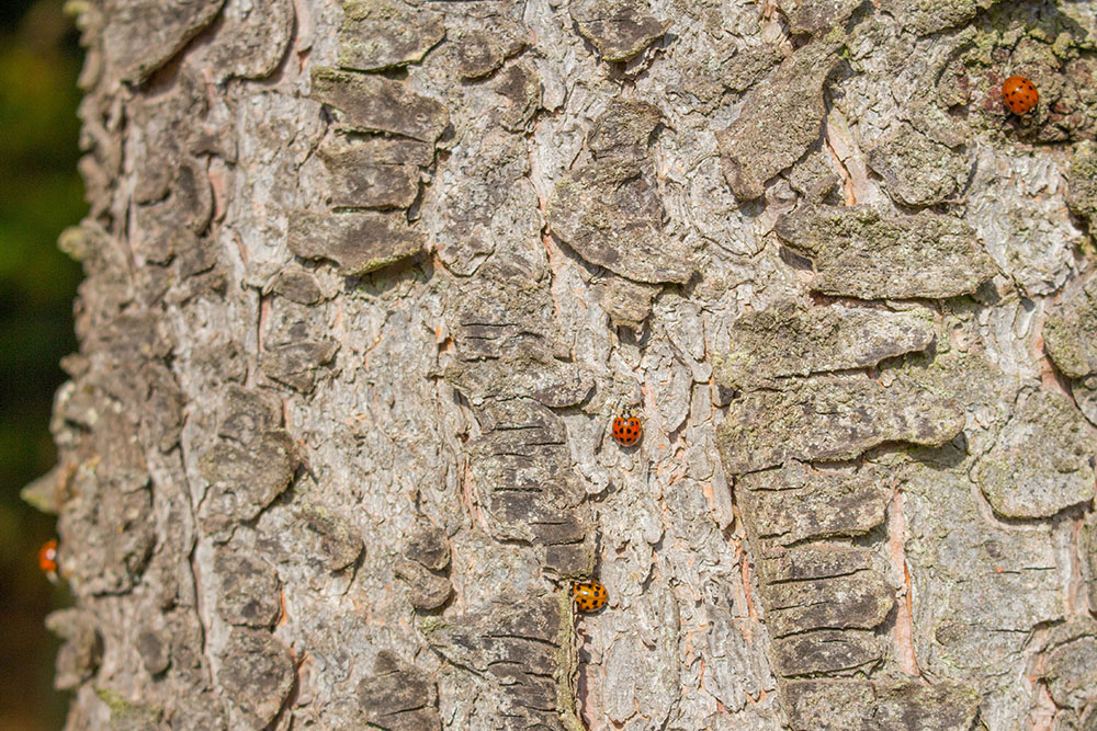 Marienkäfer nutzen die Herbstsonne