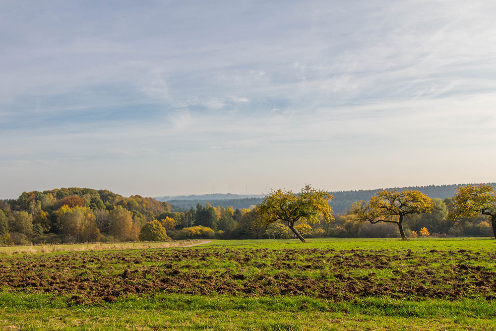 Streuobstwiese
