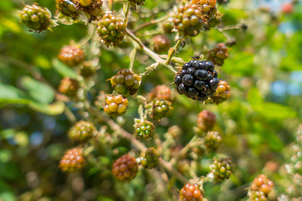 Die Brombeeren sind noch nicht reif :-(