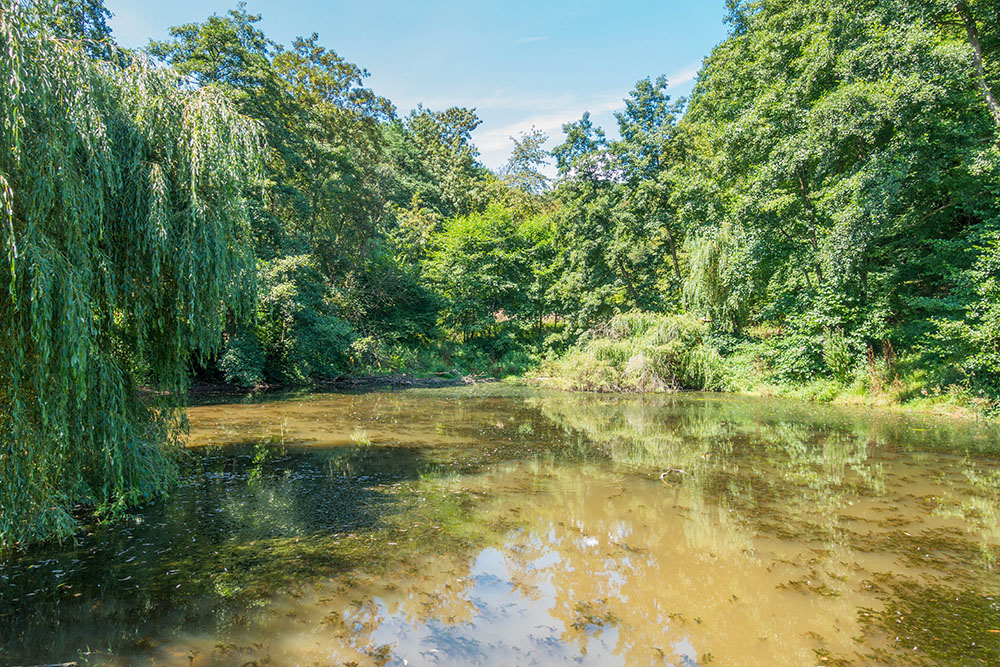 Teich im Wald