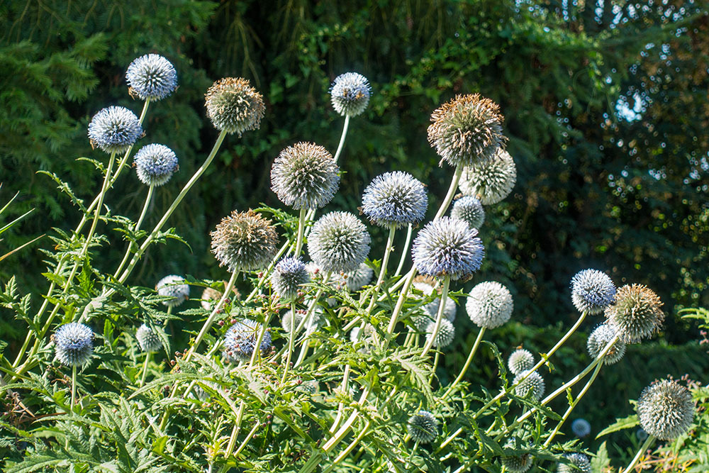 Die Kugeldisteln (Echinops) sind eine Pflanzengattung aus der Familie der Korbblütler (Asteraceae)