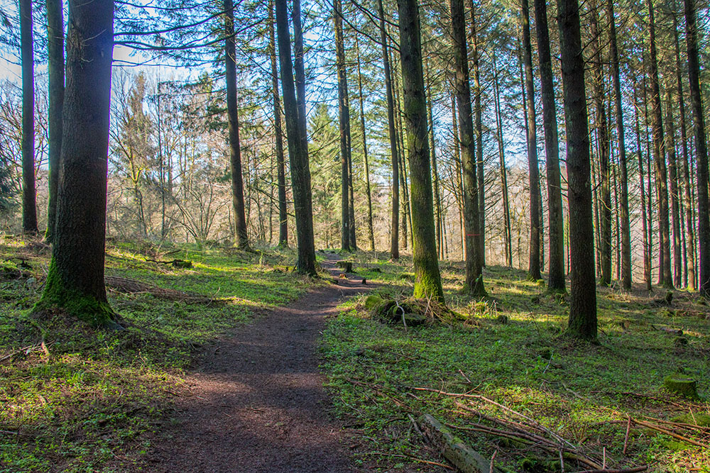 Wir laufen durch einen lichten Wald