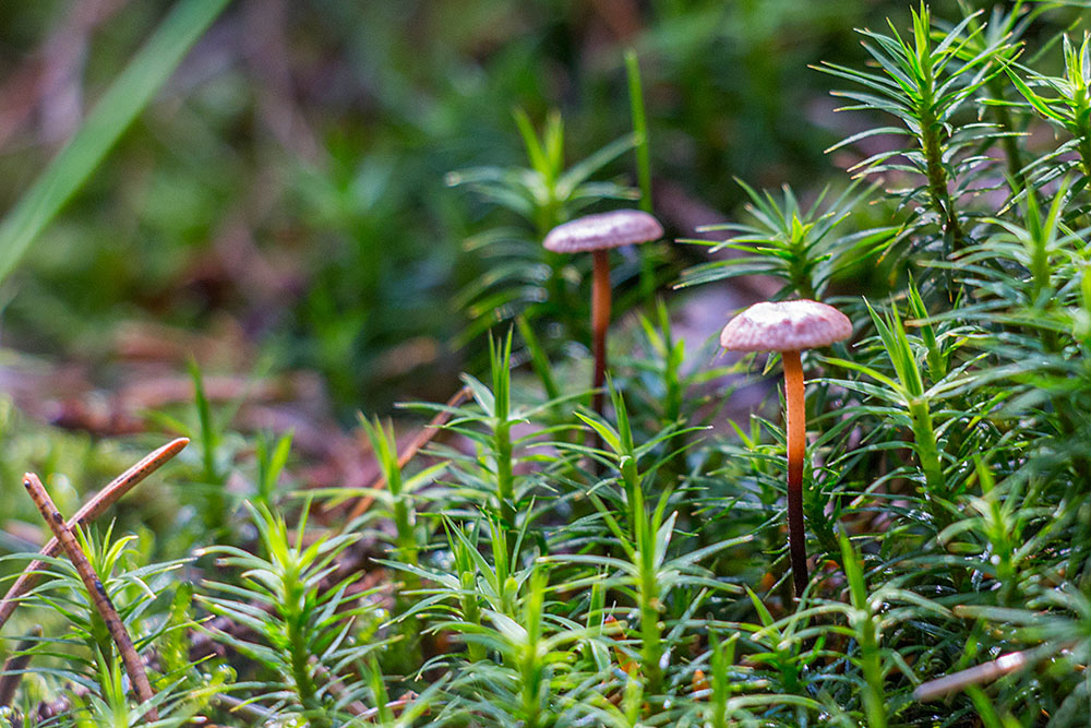 Winzige Pilze im Moos